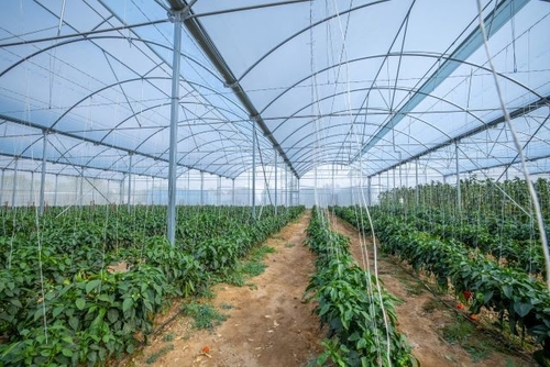 Dernière affaire concernant SABIC s'associe à IYRIS et NAPCO pour créer une solution de toiture de serre durable et de haute technologie utilisant du polyéthylène de tricycle pour l'initiative de production alimentaire saoudienne